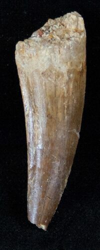 Bargain Spinosaurus Tooth #13464